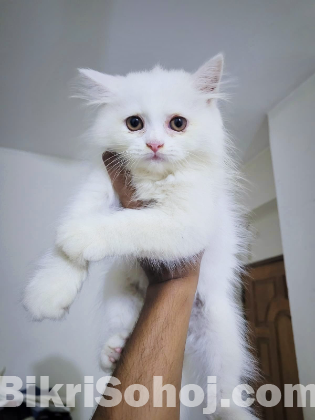 Persian cat
